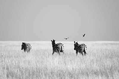 Cadre Photo «Zèbres» - Afrique du Sud